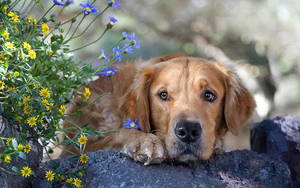 hd-honden-achtergrond-met-een-hond-rots-en-bloemen-hond-wallpaper
