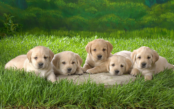 hd-honden-achtergrond-met-vijf-schattige-hondjes-op-het-gras-hd-h