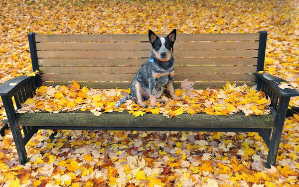 herfst-achtergrond-met-een-hond-op-een-bankje-in-het-park-met-vee