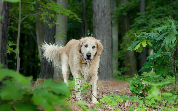 leuke-achtergrond-met-een-hond-in-het-bos