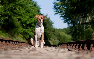 wallpaper-met-een-hond-op-de-rails-hd-honden-achtergrond