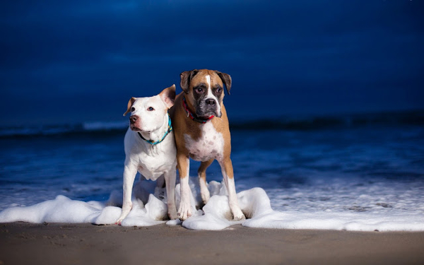 wallpaper-van-twee-honden-in-de-branding-van-de-zee