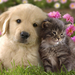 hd-honden-wallpaper-een-hond-en-een-kat-knuffelen-achtergrond-kat