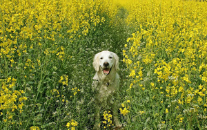 hd-honden-wallpaper-met-een-hond-in-een-veld-vol-met-gele-bloemen