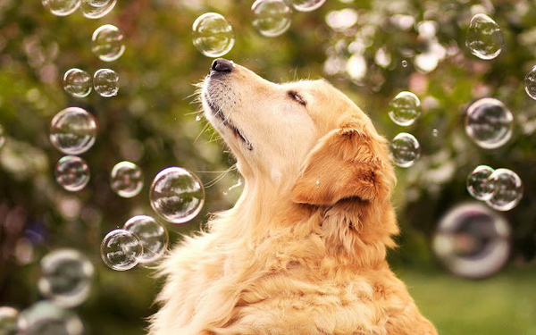 hd-honden-wallpaper-met-een-hond-tussen-de-zeepbellen-hd-hond-ach