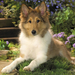 hd-honden-wallpaper-met-een-mooie-collie-lassie-hond-achtergrond-