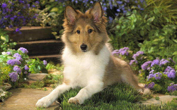 hd-honden-wallpaper-met-een-mooie-collie-lassie-hond-achtergrond-