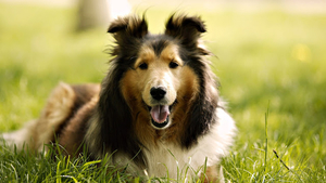 hd-honden-wallpaper-met-een-mooie-lassie-hond-of-collie-achtergro