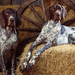 hd-honden-wallpaper-met-twee-honden-in-een-schuur-met-hooibalen-a