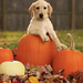herfst-achtergrond-met-een-hond-in-een-halloween-pompoen