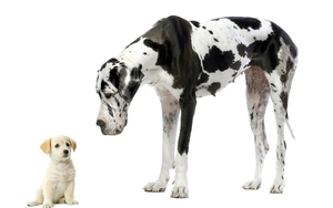 hondenfoto-met-een-grote-en-kleine-hond-hd-honden-wallpaper