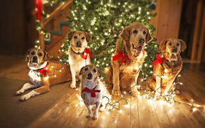 kerst-achtergrond-met-honden-bij-de-kerstboom-met-kerstverlichtin