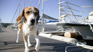 a-dog-in-the-harbour-hd-animal-wallpaper