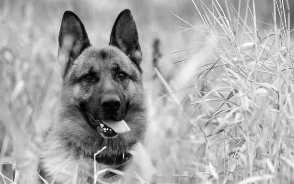 black-and-white-wallpaper-of-a-dog-hd-animal-background-photo