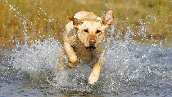 dog-running-through-the-water-hd-dog-wallpaper-animal