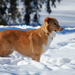 dog-wallpaper-with-a-dog-standing-in-the-snow-hd-winter-wallpaper