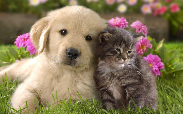 hd-cats-wallpapers-cute-cat-and-dog-cuddling-backgrounds