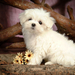 hd-dog-wallpaper-with-a-cute-little-maltese-dog-background
