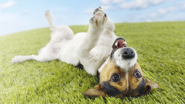 hd-dog-wallpaper-with-a-dog-on-his-back-on-the-grass-hd-dogs-wall