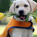 hd-dog-wallpaper-with-a-dog-with-yellow-roses-in-his-mouth-hd-dog