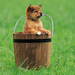 hd-dog-wallpaper-with-a-little-puppy-dog-in-a-wooden-bucket-hd-do