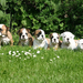 hd-group-of-english-bulldog-puppies-hd-dogs-wallpapers-background