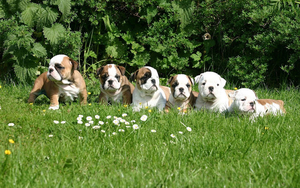hd-group-of-english-bulldog-puppies-hd-dogs-wallpapers-background