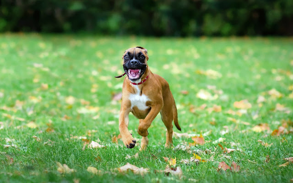 photo-of-a-aggressive-dog-on-a-grass-field-at-autumn-hd-dog-wallp
