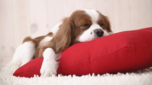sleeping-dog-on-a-red-pillow-hd-dog-wallpaper-animal