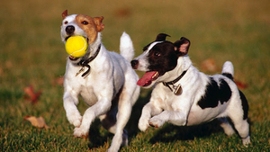 two-dogs-playing-with-a-yellow-ball-hd-animal-wallpaper-dogs