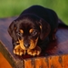 American_Black_and_Tan_Coonhound_puppy