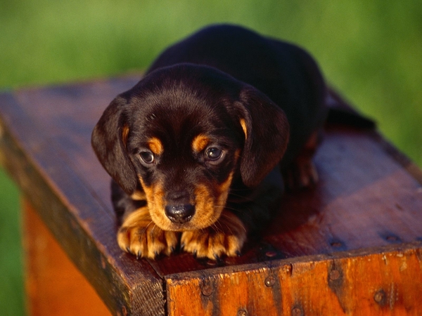 American_Black_and_Tan_Coonhound_puppy