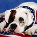 American_Bulldog