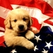 American_Puppy