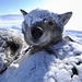 Arctic_sled_dog_racing