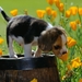 Bleus_De_Gascogne_Puppy