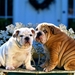 Bulldogs_charming_little_family