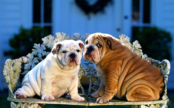 Bulldogs_charming_little_family