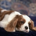 Cavalier_King_Charles_Spaniel_puppy