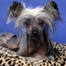 Chinese_Crested