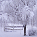 wallpaper-fence-and-tree-with-snow
