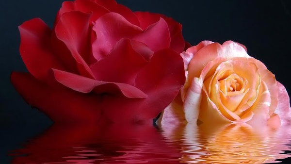 Water_and_Roses_laptop_backgrounds