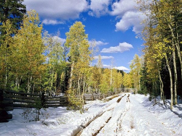 winter-wallpaper-with-snow-in-woods