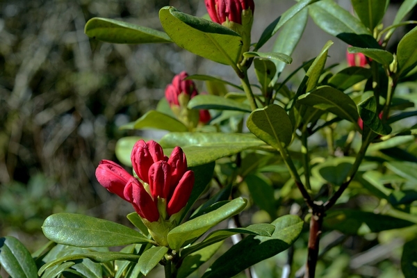 rhododendron-2203365_960_720