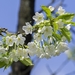 cherry-blossom-467120_960_720