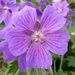 cranesbill-1450083_960_720