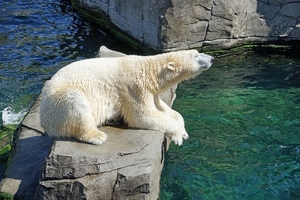 polar-bear-1096468_960_720