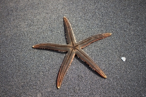 sea-star-1501698_960_720
