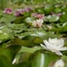 water-lily-175962_960_720