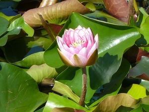 water-lily-198972_960_720